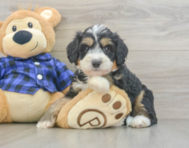 8 week old Mini Bernedoodle Puppy For Sale - Pilesgrove Pups