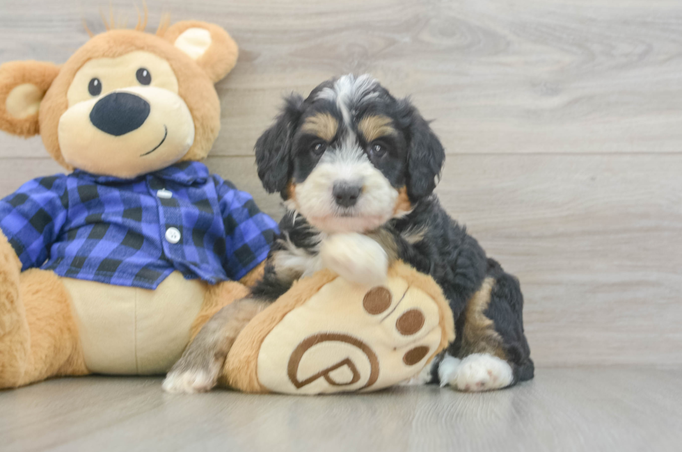 5 week old Mini Bernedoodle Puppy For Sale - Pilesgrove Pups