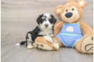 Cute Mini Bernedoodle Baby