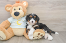 Cute Mini Bernedoodle Baby