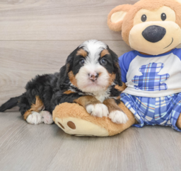 7 week old Mini Bernedoodle Puppy For Sale - Pilesgrove Pups