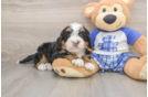 Petite Mini Bernedoodle Poodle Mix Pup