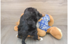 Cute Mini Bernedoodle Baby