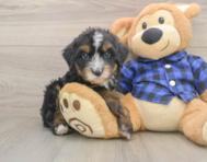 7 week old Mini Bernedoodle Puppy For Sale - Pilesgrove Pups