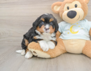 5 week old Mini Bernedoodle Puppy For Sale - Pilesgrove Pups