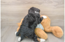 Mini Bernedoodle Pup Being Cute