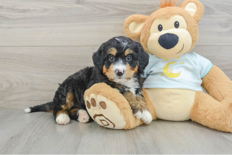 Mini Bernedoodle Puppy for Adoption
