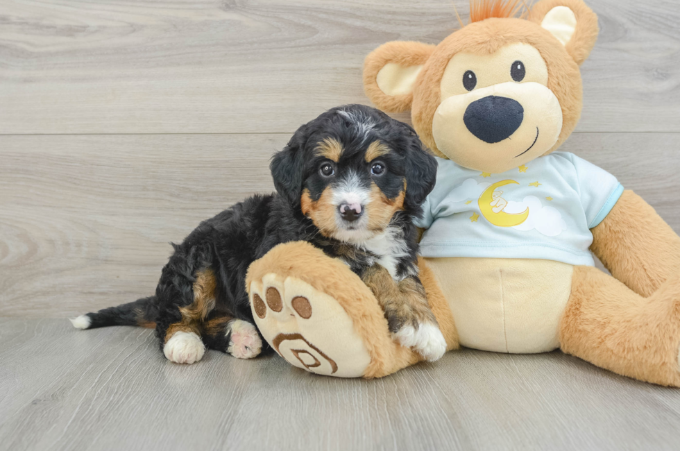 6 week old Mini Bernedoodle Puppy For Sale - Pilesgrove Pups