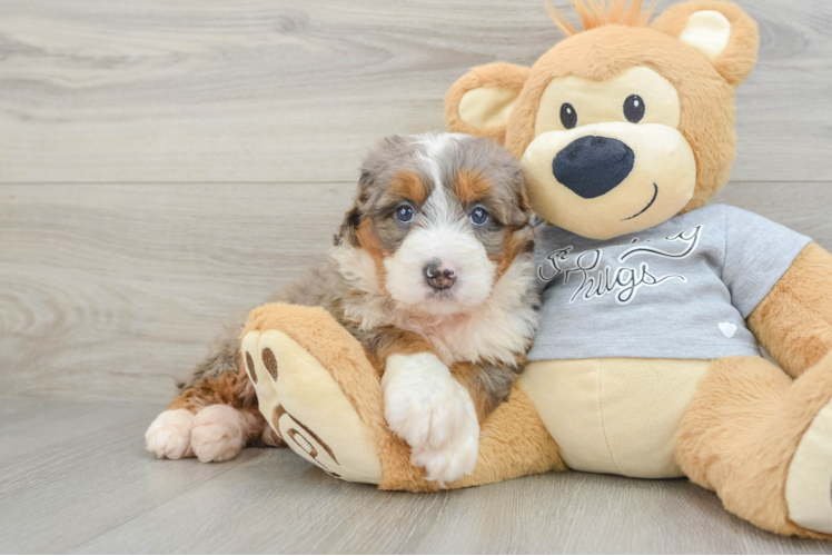 Mini Bernedoodle Puppy for Adoption