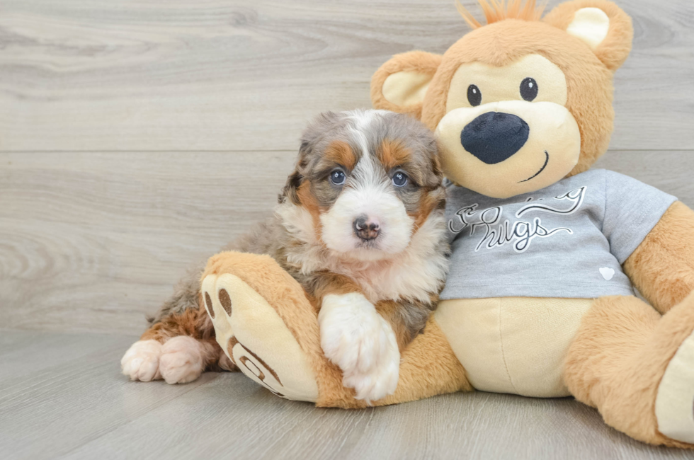 6 week old Mini Bernedoodle Puppy For Sale - Pilesgrove Pups