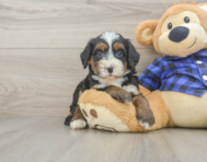8 week old Mini Bernedoodle Puppy For Sale - Pilesgrove Pups