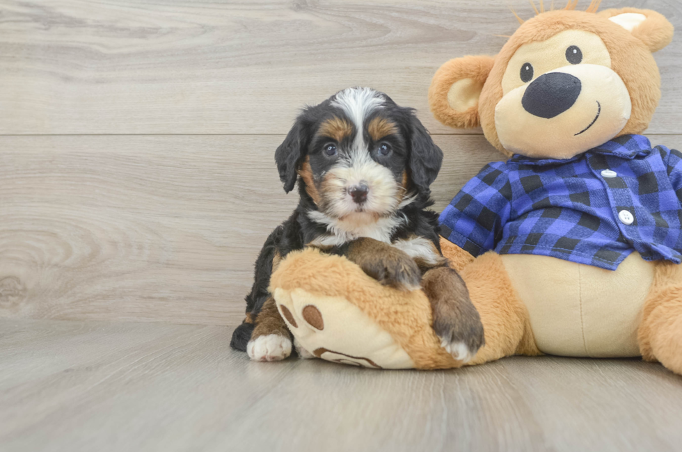 5 week old Mini Bernedoodle Puppy For Sale - Pilesgrove Pups