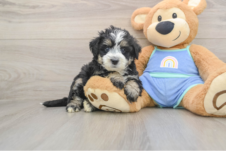 Funny Mini Bernedoodle Poodle Mix Pup