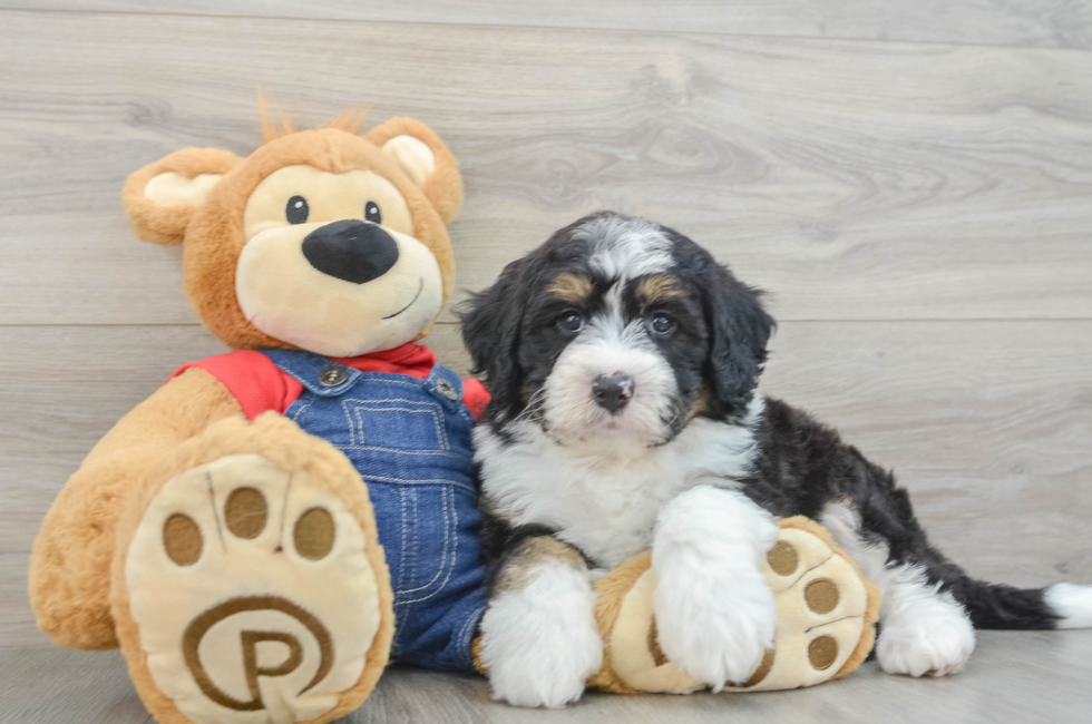 7 week old Mini Bernedoodle Puppy For Sale - Pilesgrove Pups