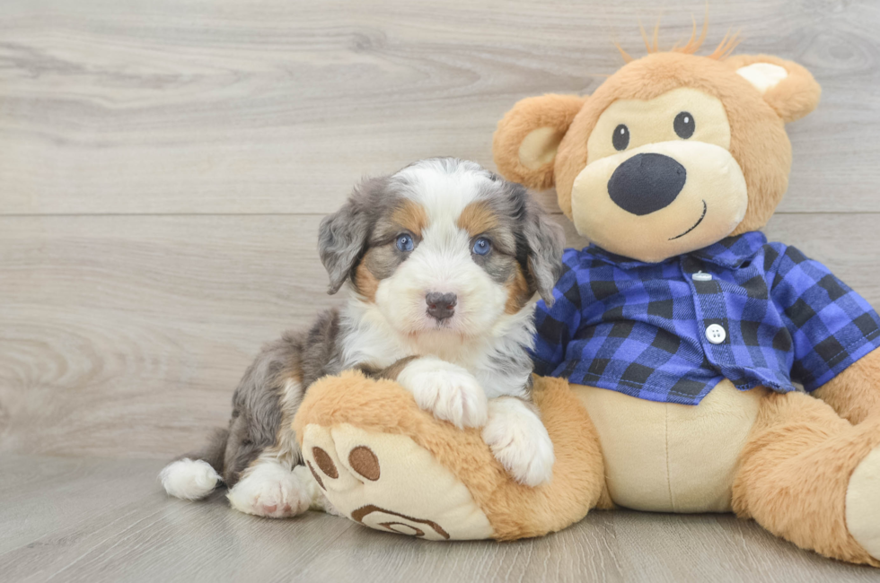 5 week old Mini Bernedoodle Puppy For Sale - Pilesgrove Pups