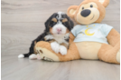 Funny Mini Bernedoodle Poodle Mix Pup