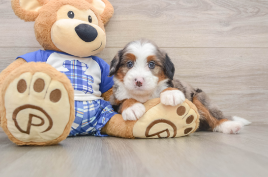 GREER, a Mini Bernedoodle littermate