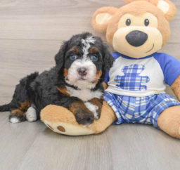 7 week old Mini Bernedoodle Puppy For Sale - Pilesgrove Pups