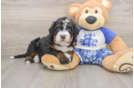 Fluffy Mini Bernedoodle Poodle Mix Pup