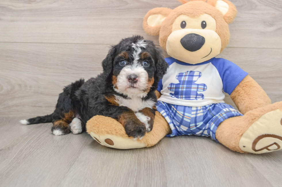 Fluffy Mini Bernedoodle Poodle Mix Pup