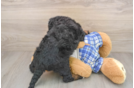 Mini Bernedoodle Puppy for Adoption