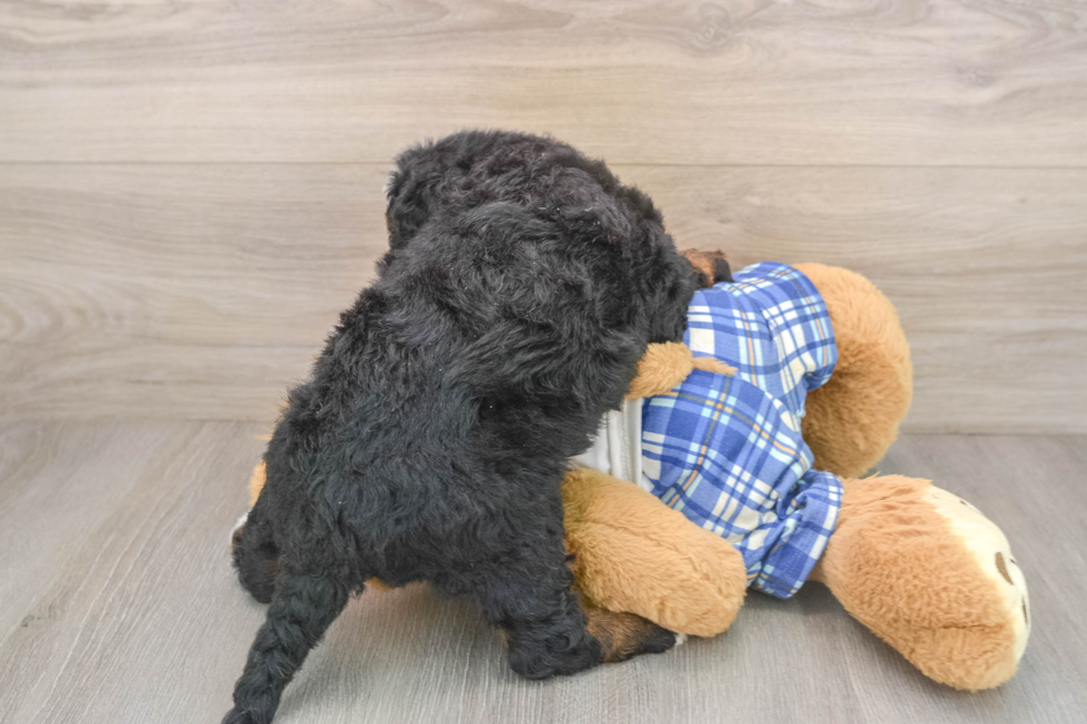 Mini Bernedoodle Puppy for Adoption