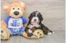 Fluffy Mini Bernedoodle Poodle Mix Pup