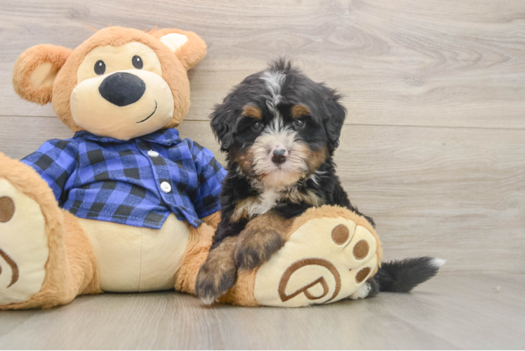 Mini Bernedoodle Puppy for Adoption