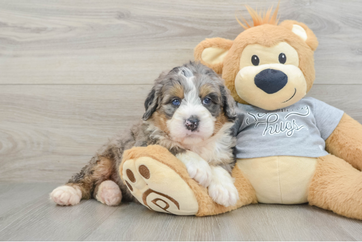 Playful Mini Bernadoodle Poodle Mix Puppy