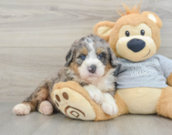 8 week old Mini Bernedoodle Puppy For Sale - Pilesgrove Pups