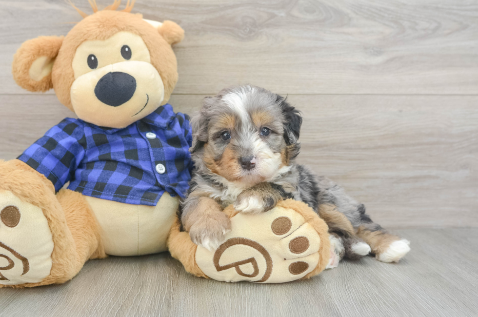 5 week old Mini Bernedoodle Puppy For Sale - Pilesgrove Pups