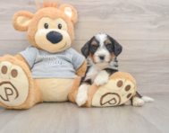 7 week old Mini Bernedoodle Puppy For Sale - Pilesgrove Pups
