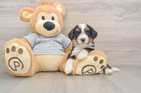 Mini Bernedoodle Pup Being Cute