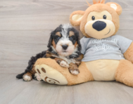 7 week old Mini Bernedoodle Puppy For Sale - Pilesgrove Pups