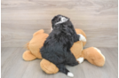 Mini Bernedoodle Puppy for Adoption