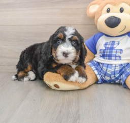 7 week old Mini Bernedoodle Puppy For Sale - Pilesgrove Pups