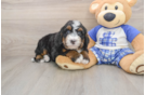 Hypoallergenic Bernese Doodle Poodle Mix Puppy