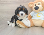 5 week old Mini Bernedoodle Puppy For Sale - Pilesgrove Pups