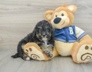 8 week old Mini Bernedoodle Puppy For Sale - Pilesgrove Pups