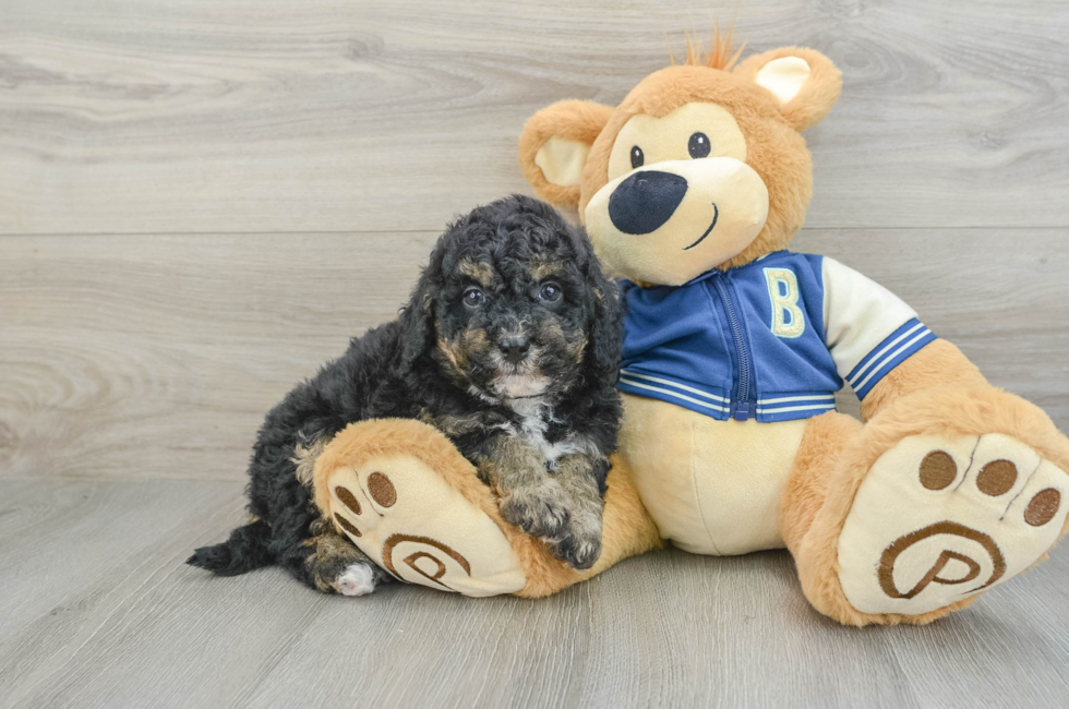 8 week old Mini Bernedoodle Puppy For Sale - Pilesgrove Pups