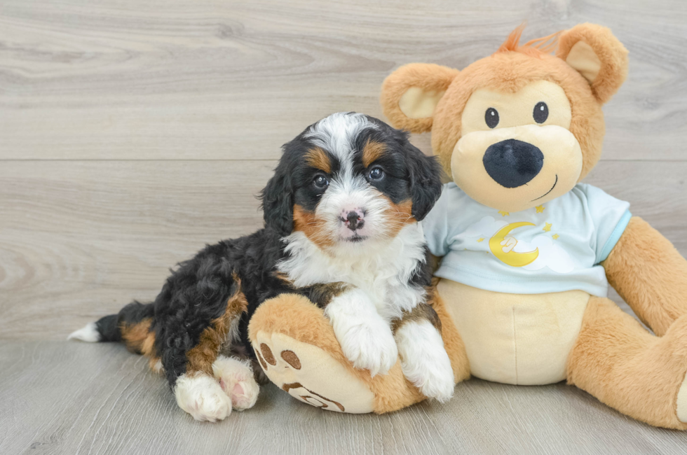 6 week old Mini Bernedoodle Puppy For Sale - Pilesgrove Pups