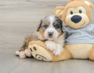 7 week old Mini Bernedoodle Puppy For Sale - Pilesgrove Pups