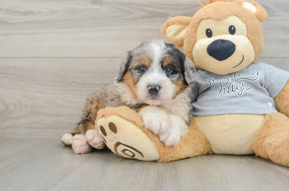 6 week old Mini Bernedoodle Puppy For Sale - Pilesgrove Pups