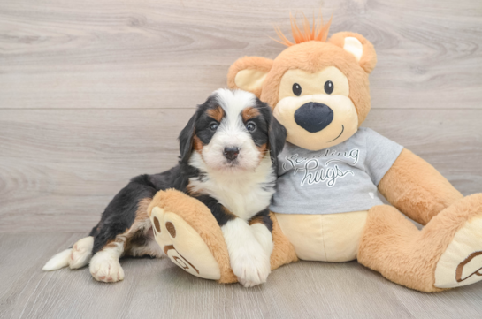 Smart Mini Bernedoodle Poodle Mix Pup