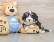 7 week old Mini Bernedoodle Puppy For Sale - Pilesgrove Pups