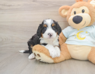 5 week old Mini Bernedoodle Puppy For Sale - Pilesgrove Pups