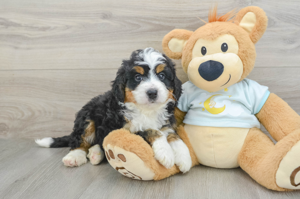 6 week old Mini Bernedoodle Puppy For Sale - Pilesgrove Pups