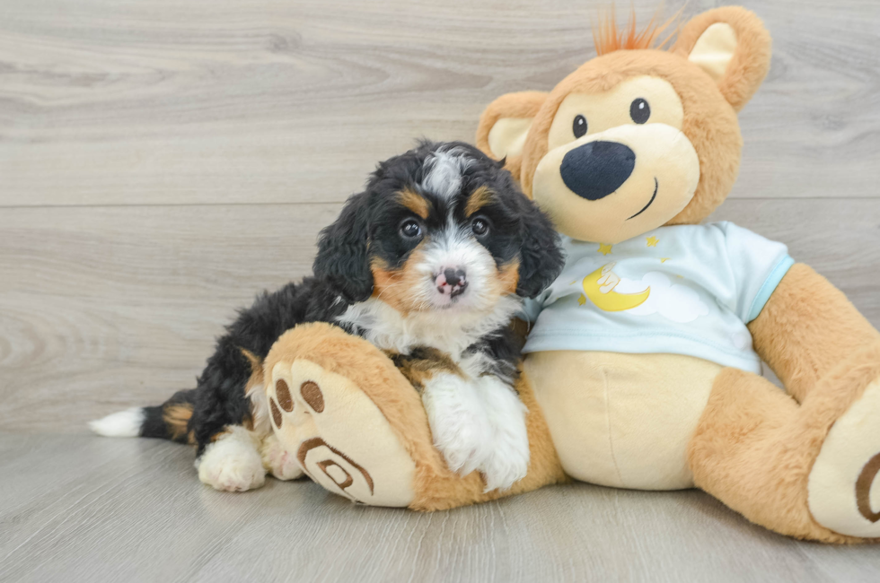 6 week old Mini Bernedoodle Puppy For Sale - Pilesgrove Pups