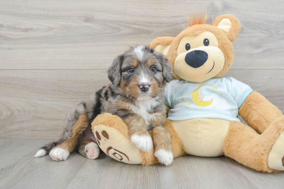 Mini Bernedoodle Pup Being Cute