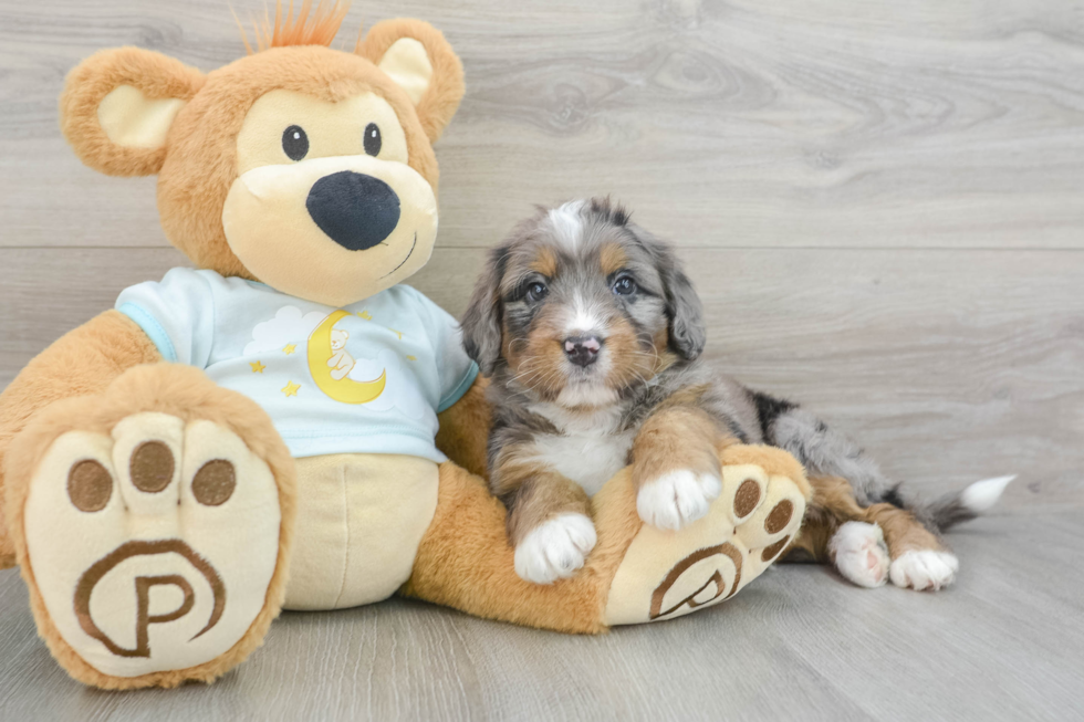 Mini Bernedoodle Pup Being Cute